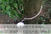 云南西双版纳橡胶树开割率60%：加工厂面临原料不足与产能过剩挑战